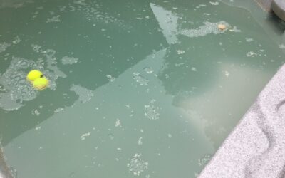 White Water Mold; It Looks Like Tissue Paper
